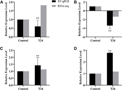 The mushroom body development and learning ability of adult honeybees are influenced by cold exposure during their early pupal stage